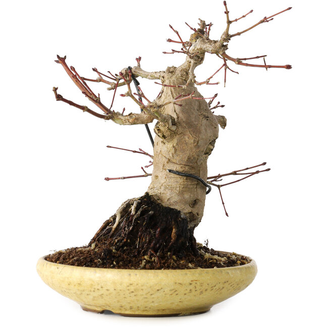 Acer palmatum, 18 cm, ± 30 jaar oud