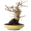 Acer palmatum, 18 cm, ± 30 jaar oud
