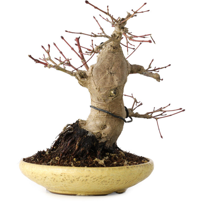 Acer palmatum, 18 cm, ± 30 years old