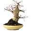 Acer palmatum, 18 cm, ± 30 jaar oud