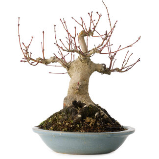 Acer palmatum, 21 cm, ± 30 jaar oud