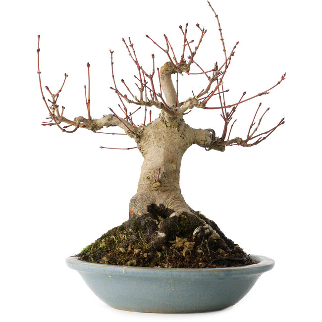 Acer palmatum, 21 cm, ± 30 jaar oud