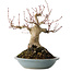 Acer palmatum, 21 cm, ± 30 jaar oud