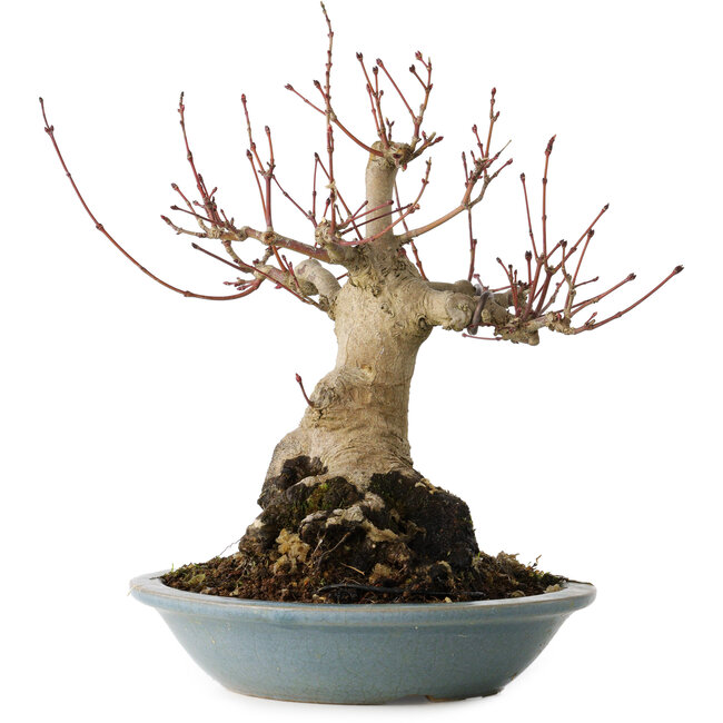 Acer palmatum, 21 cm, ± 30 jaar oud