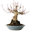 Acer palmatum, 21 cm, ± 30 jaar oud