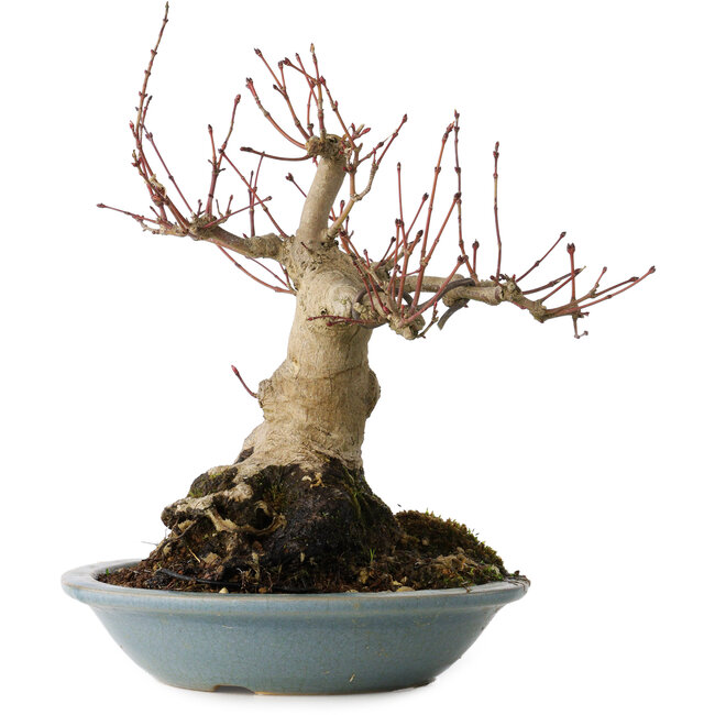 Acer palmatum, 21 cm, ± 30 years old