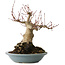 Acer palmatum, 21 cm, ± 30 jaar oud