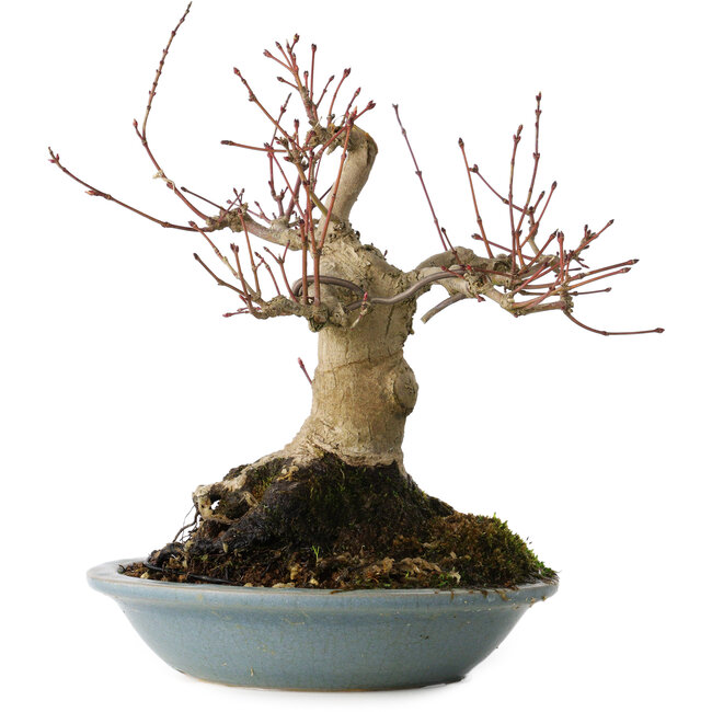 Acer palmatum, 21 cm, ± 30 ans