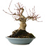 Acer palmatum, 21 cm, ± 30 jaar oud