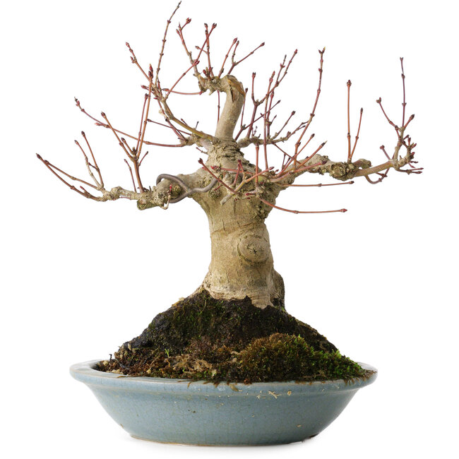 Acer palmatum, 21 cm, ± 30 años