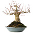 Acer palmatum, 21 cm, ± 30 jaar oud