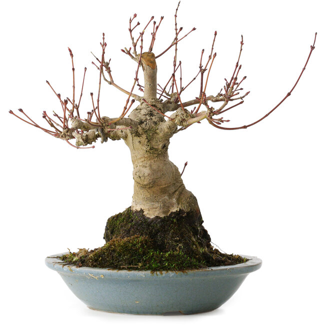 Acer palmatum, 21 cm, ± 30 anni