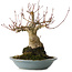 Acer palmatum, 21 cm, ± 30 jaar oud