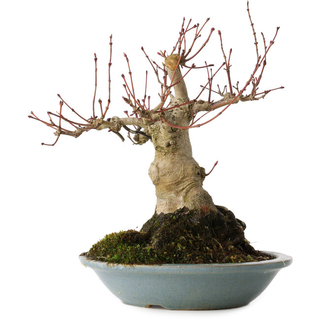 Acer palmatum, 21 cm, ± 30 jaar oud