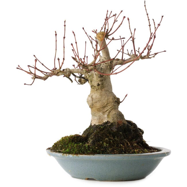 Acer palmatum, 21 cm, ± 30 Jahre alt