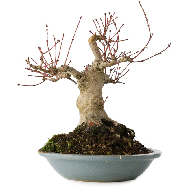 Acer palmatum, 21 cm, ± 30 anni