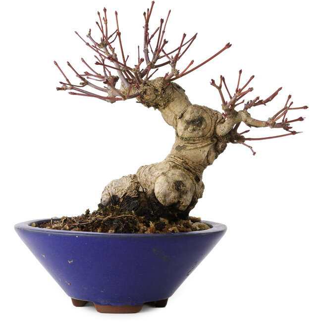 Acer palmatum, 17 cm, ± 30 jaar oud