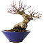 Acer palmatum, 17 cm, ± 30 jaar oud