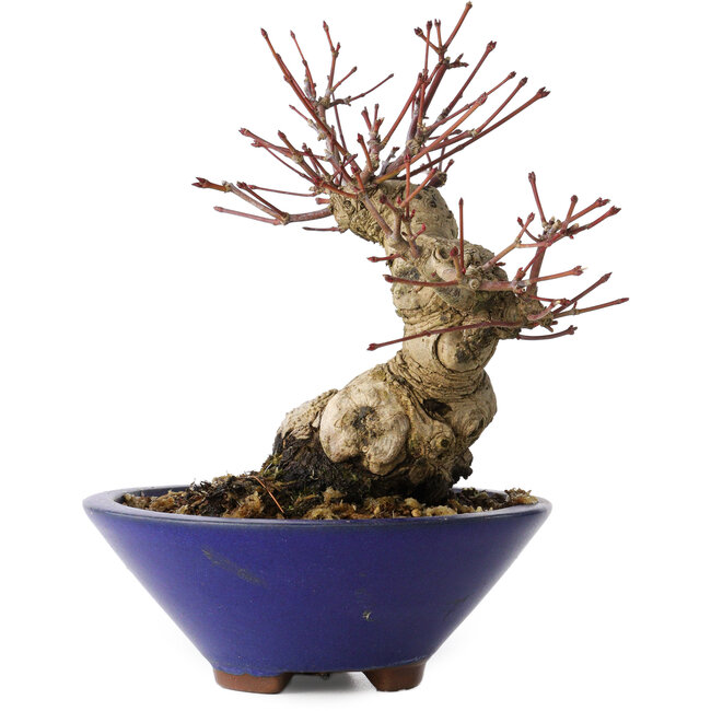 Acer palmatum, 17 cm, ± 30 ans