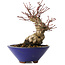 Acer palmatum, 17 cm, ± 30 jaar oud