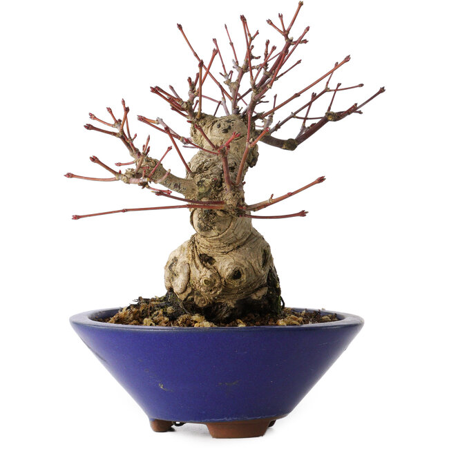 Acer palmatum, 17 cm, ± 30 Jahre alt