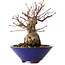 Acer palmatum, 17 cm, ± 30 jaar oud