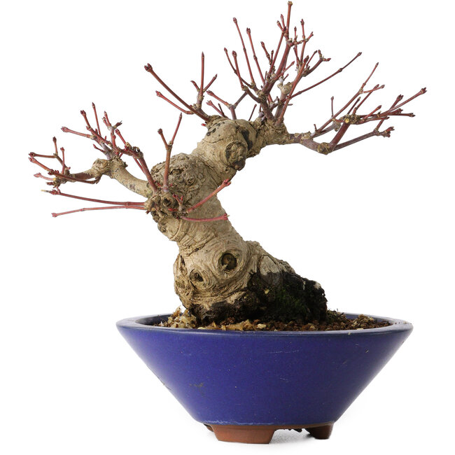 Acer palmatum, 17 cm, ± 30 jaar oud