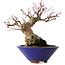 Acer palmatum, 17 cm, ± 30 jaar oud