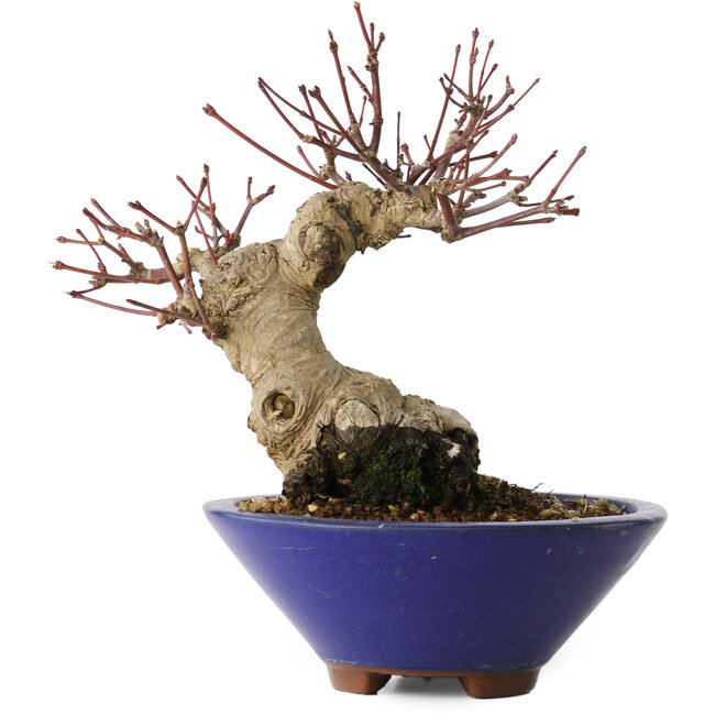 Acer palmatum, 17 cm, ± 30 años