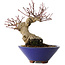 Acer palmatum, 17 cm, ± 30 years old