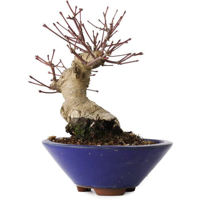 Acer palmatum, 17 cm, ± 30 años