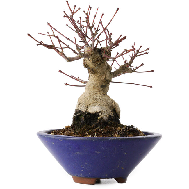 Acer palmatum, 17 cm, ± 30 jaar oud
