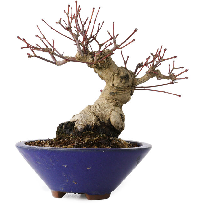 Acer palmatum, 17 cm, ± 30 años
