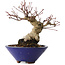 Acer palmatum, 17 cm, ± 30 jaar oud