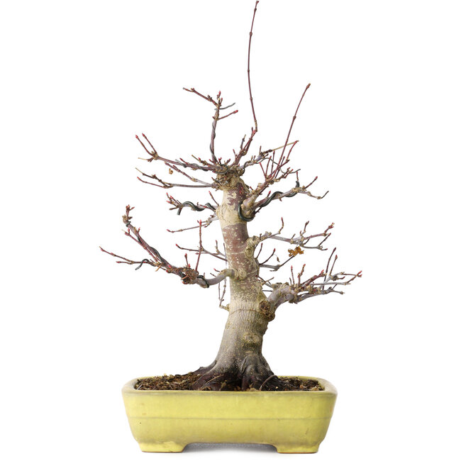Acer palmatum Deshojo, 21 cm, ± 20 jaar oud, in een handgemaakte Japanse pot van Yamafusa