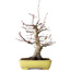 Acer palmatum Deshojo, 21 cm, ± 20 ans, dans un pot japonais fait main par Yamafusa