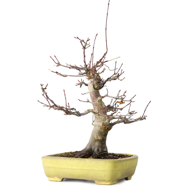 Acer palmatum Deshojo, 21 cm, ± 20 años, en una maceta japonesa hecha a mano por Yamafusa