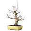 Acer palmatum Deshojo, 21 cm, ± 20 anni, in un vaso giapponese fatto a mano da Yamafusa