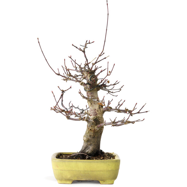 Acer palmatum Deshojo, 21 cm, ± 20 jaar oud, in een handgemaakte Japanse pot van Yamafusa