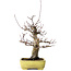 Acer palmatum Deshojo, 21 cm, ± 20 anni, in un vaso giapponese fatto a mano da Yamafusa