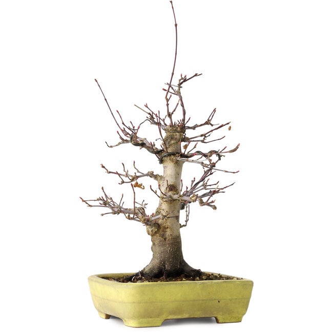Acer palmatum Deshojo, 21 cm, ± 20 ans, dans un pot japonais fait main par Yamafusa