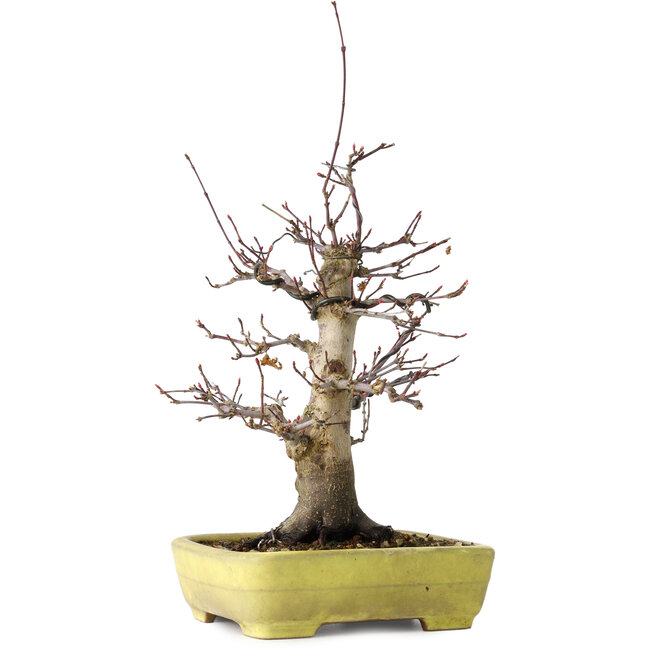 Acer palmatum Deshojo, 21 cm, ± 20 jaar oud, in een handgemaakte Japanse pot van Yamafusa