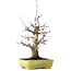 Acer palmatum Deshojo, 21 cm, ± 20 anni, in un vaso giapponese fatto a mano da Yamafusa