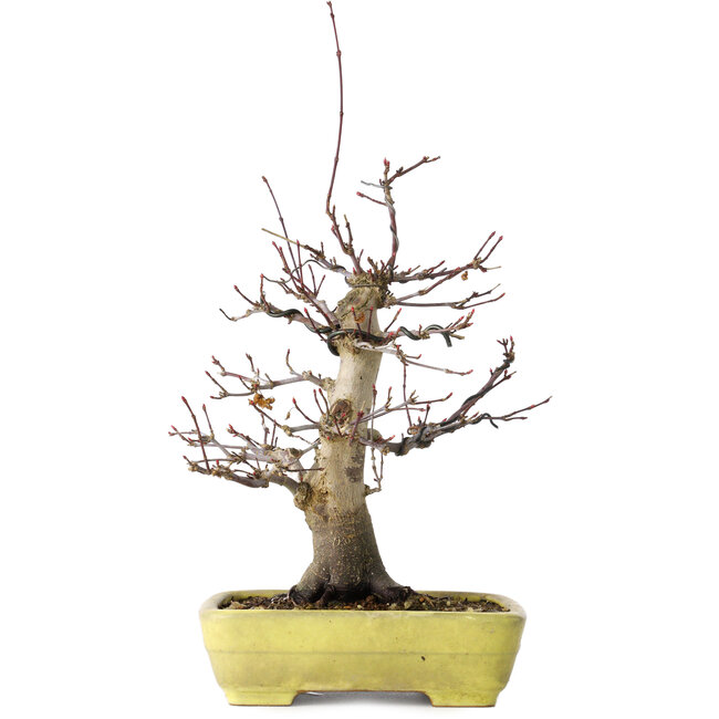 Acer palmatum Deshojo, 21 cm, ± 20 anni, in un vaso giapponese fatto a mano da Yamafusa