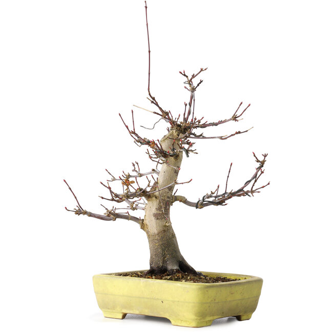 Acer palmatum Deshojo, 21 cm, ± 20 jaar oud, in een handgemaakte Japanse pot van Yamafusa