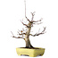 Acer palmatum Deshojo, 21 cm, ± 20 anni, in un vaso giapponese fatto a mano da Yamafusa