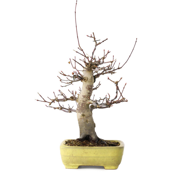 Acer palmatum Deshojo, 21 cm, ± 20 jaar oud, in een handgemaakte Japanse pot van Yamafusa