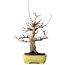 Acer palmatum Deshojo, 21 cm, ± 20 anni, in un vaso giapponese fatto a mano da Yamafusa