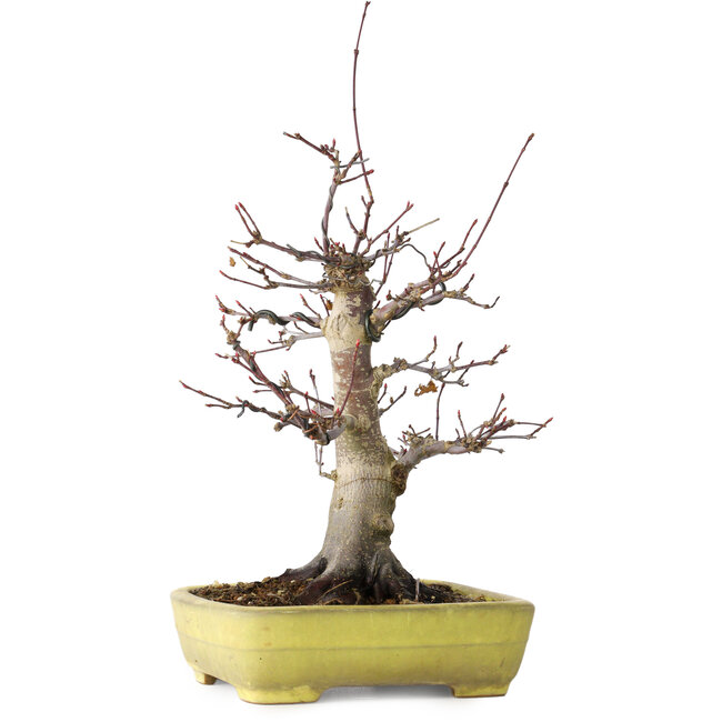 Acer palmatum Deshojo, 21 cm, ± 20 años, en una maceta japonesa hecha a mano por Yamafusa