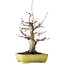 Acer palmatum Deshojo, 21 cm, ± 20 jaar oud, in een handgemaakte Japanse pot van Yamafusa